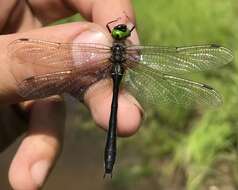 Image of Downy Emerald