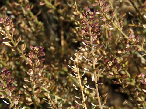 Image of Schinz's pepperweed