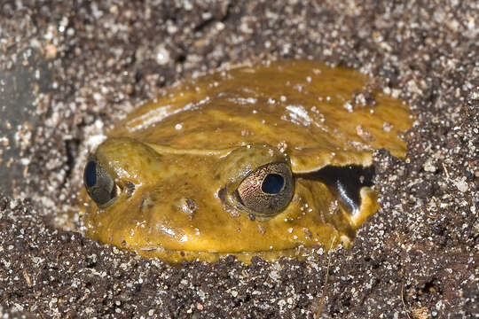 Image of Sambava Tomato Frog