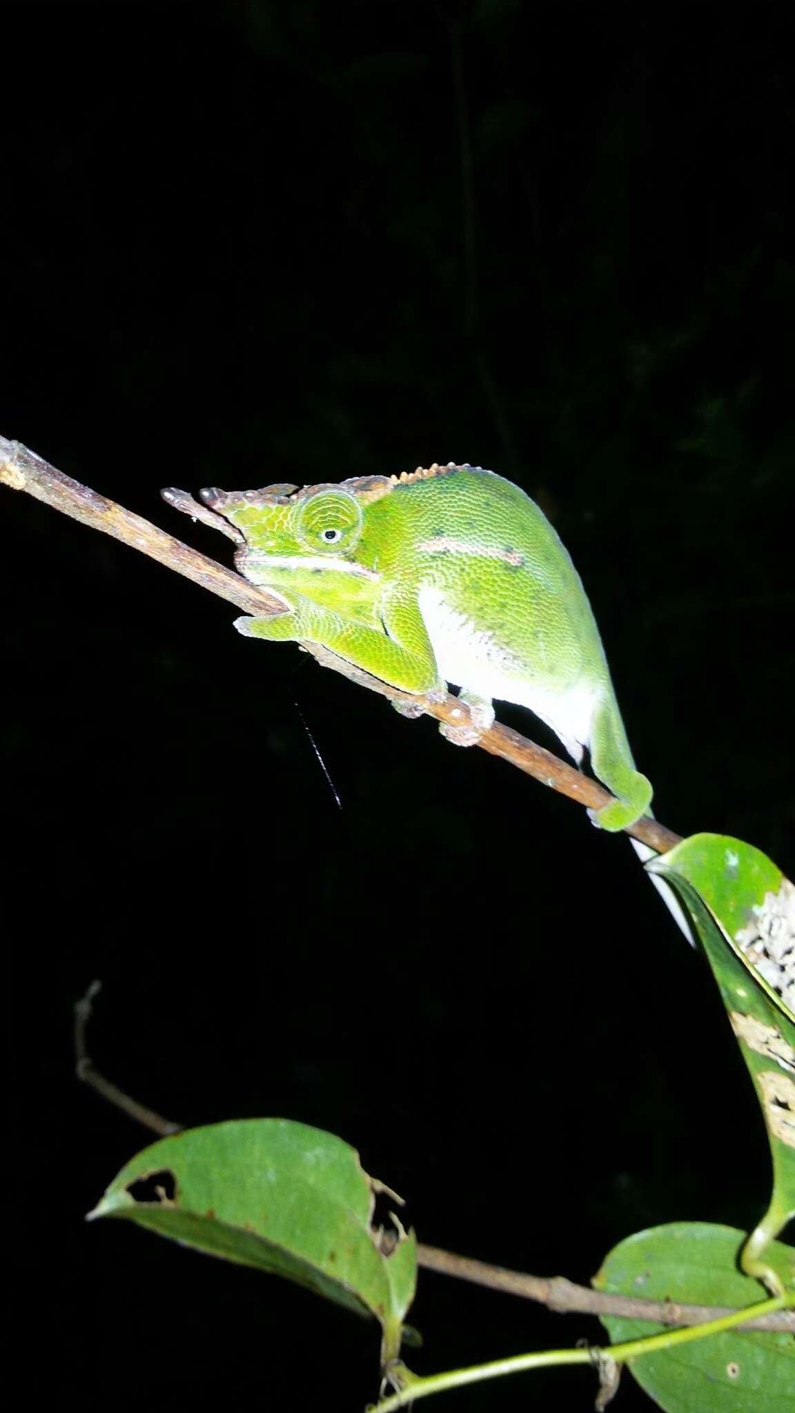 Image of Will's chameleon