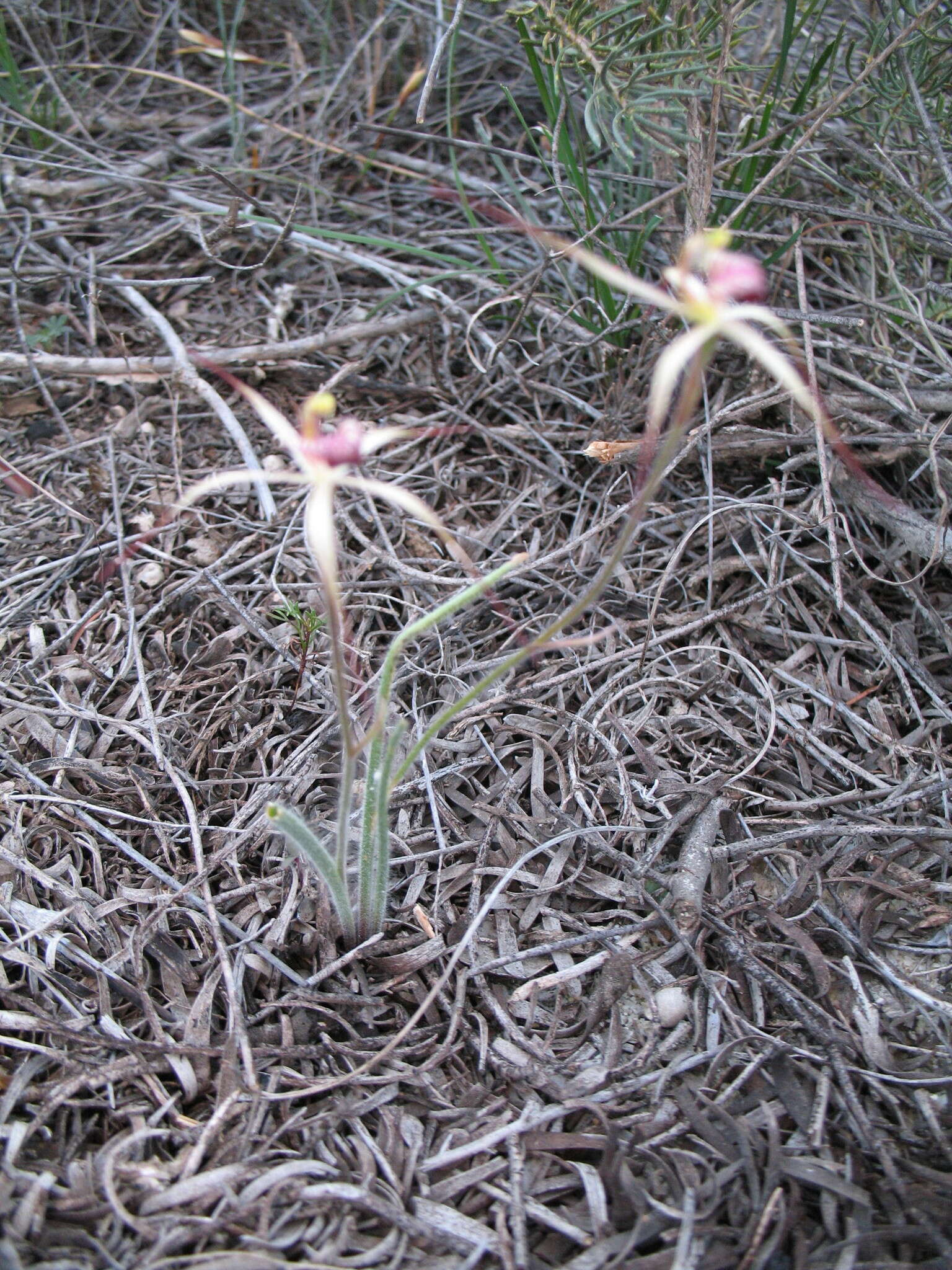 Image of Drooping spider orchid