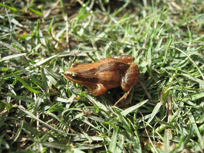 Image of Hensel's Dwarf Frog