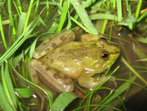 Image of Lesser swimming frog