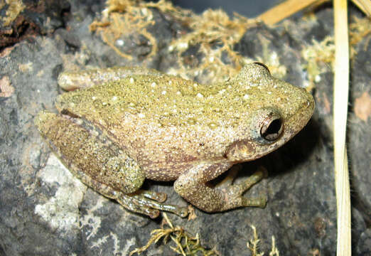 Image of Scinax granulatus (Peters 1871)