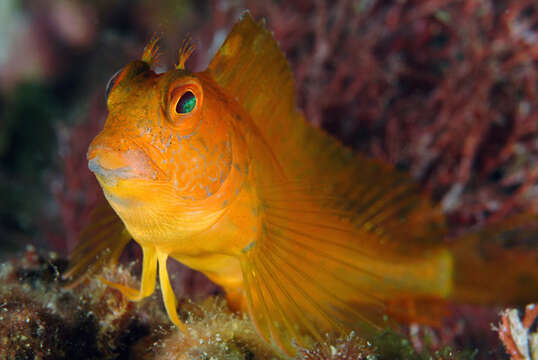 Image of Ringneck Blenny