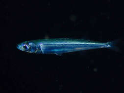 Image of Mediterranean sand smelt