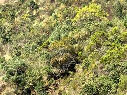 Image of Drakensberg Cycad