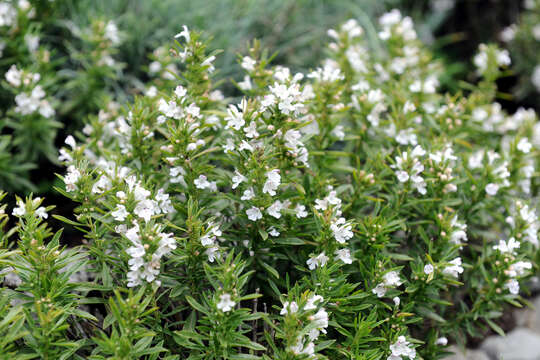 Image of perennial savory