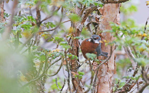 Image of Giant Conebill