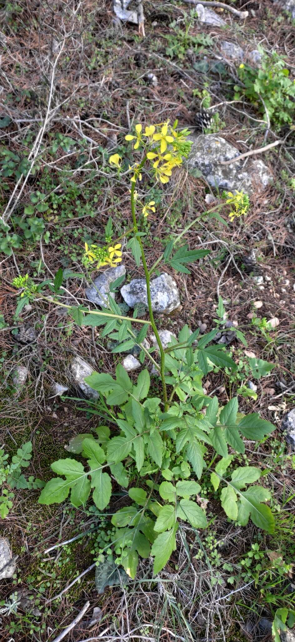 Image of Sinapis alba subsp. mairei (H. Lindb.) Maire