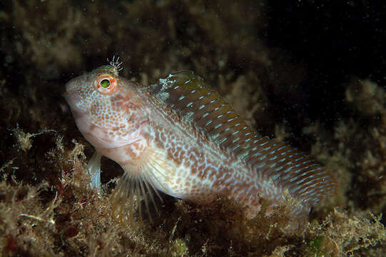 Image of Ringneck Blenny