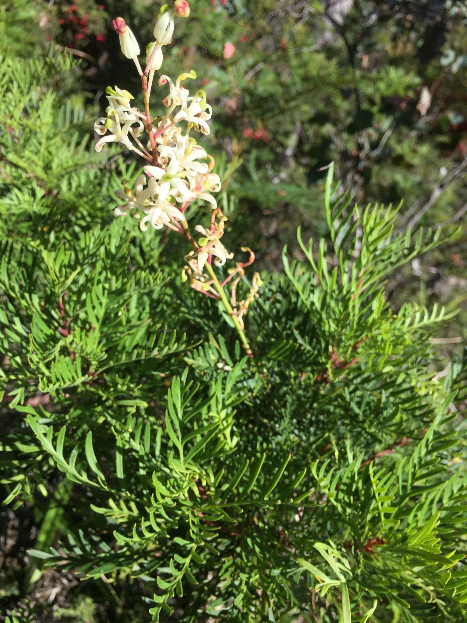 Image of Lomatia polymorpha R. Br.