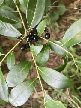 Слика од Ilex coriacea (Pursh) Chapman