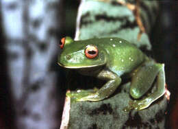 Image of Guinle Treefrog