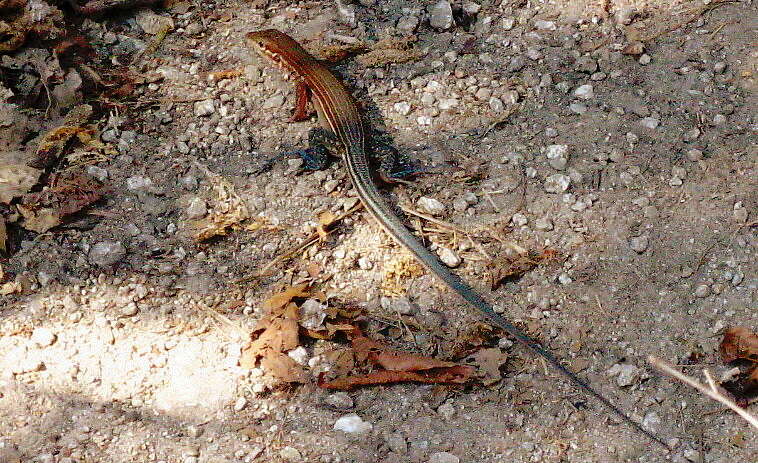 Image of Many-lined Whiptail