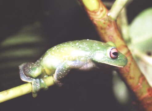 Image of Guinle Treefrog
