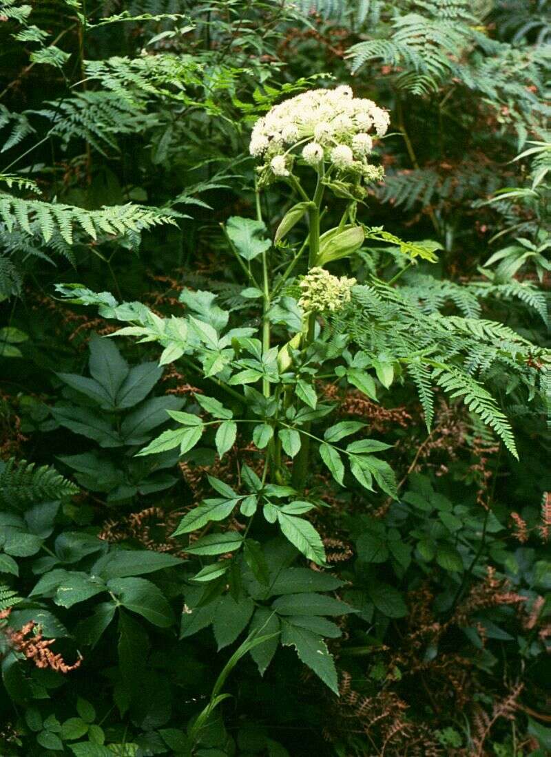 Image of wild angelica