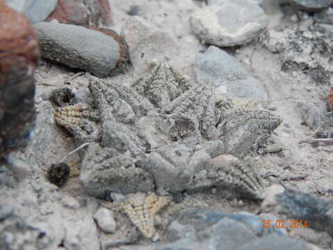 Image of Ariocarpus bravoanus subsp. hintonii (Stuppy & N. P. Taylor) E. F. Anderson & W. A. Fitz Maur.