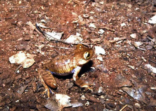 Image of Atlantic Forest Treefrog