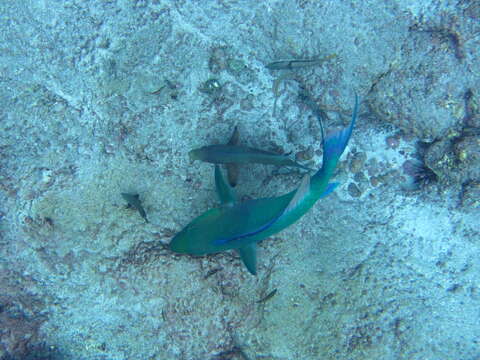 Image of Azure parrotfish