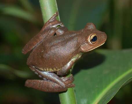 Imagem de Bokermannohyla vulcaniae (Vasconcelos & Giaretta 2005)