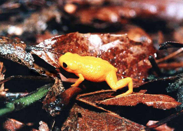 Image of Saddleback toad