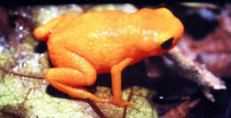 Image of Pumpkin Toadlet