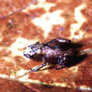 Image of Flea-frog