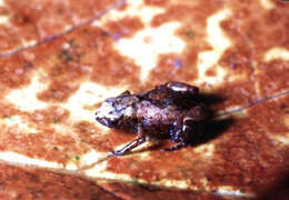 Image of Flea-frog