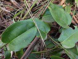 Image of Smilax australis R. Br.