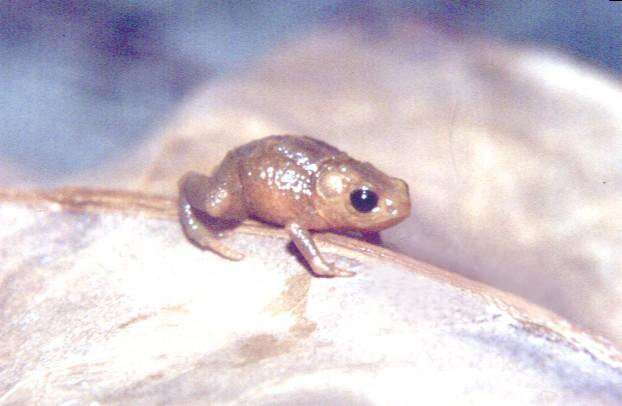 Image of Saddleback toad