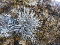 Image of roccella lichen