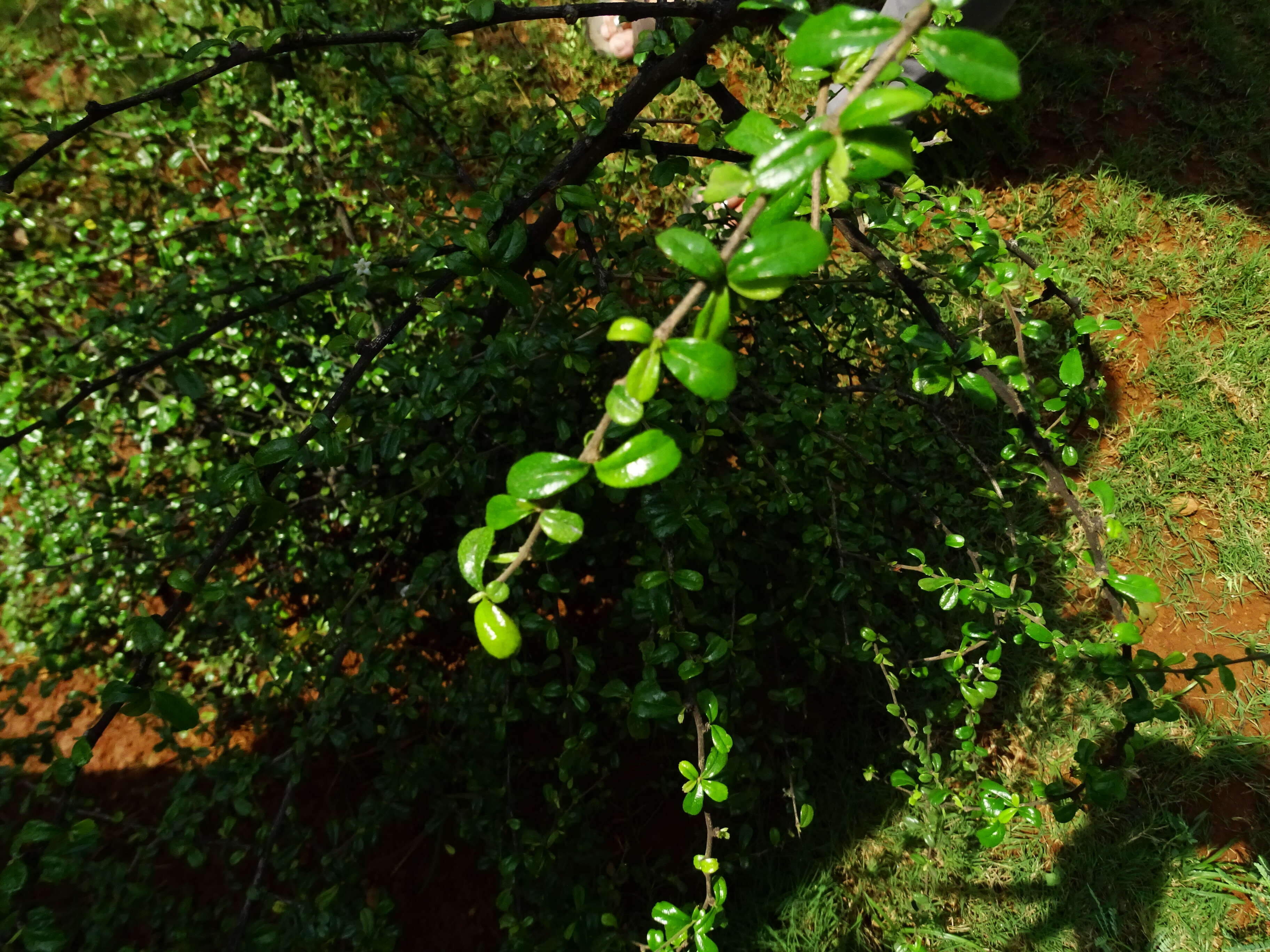 Image of Scorpion-Bush