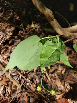 Image of Mallotus oppositifolius (Geiseler) Müll. Arg.