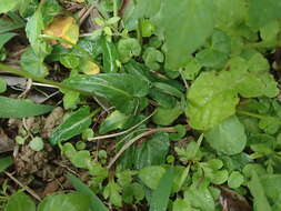 Image de Viola betonicifolia Smith