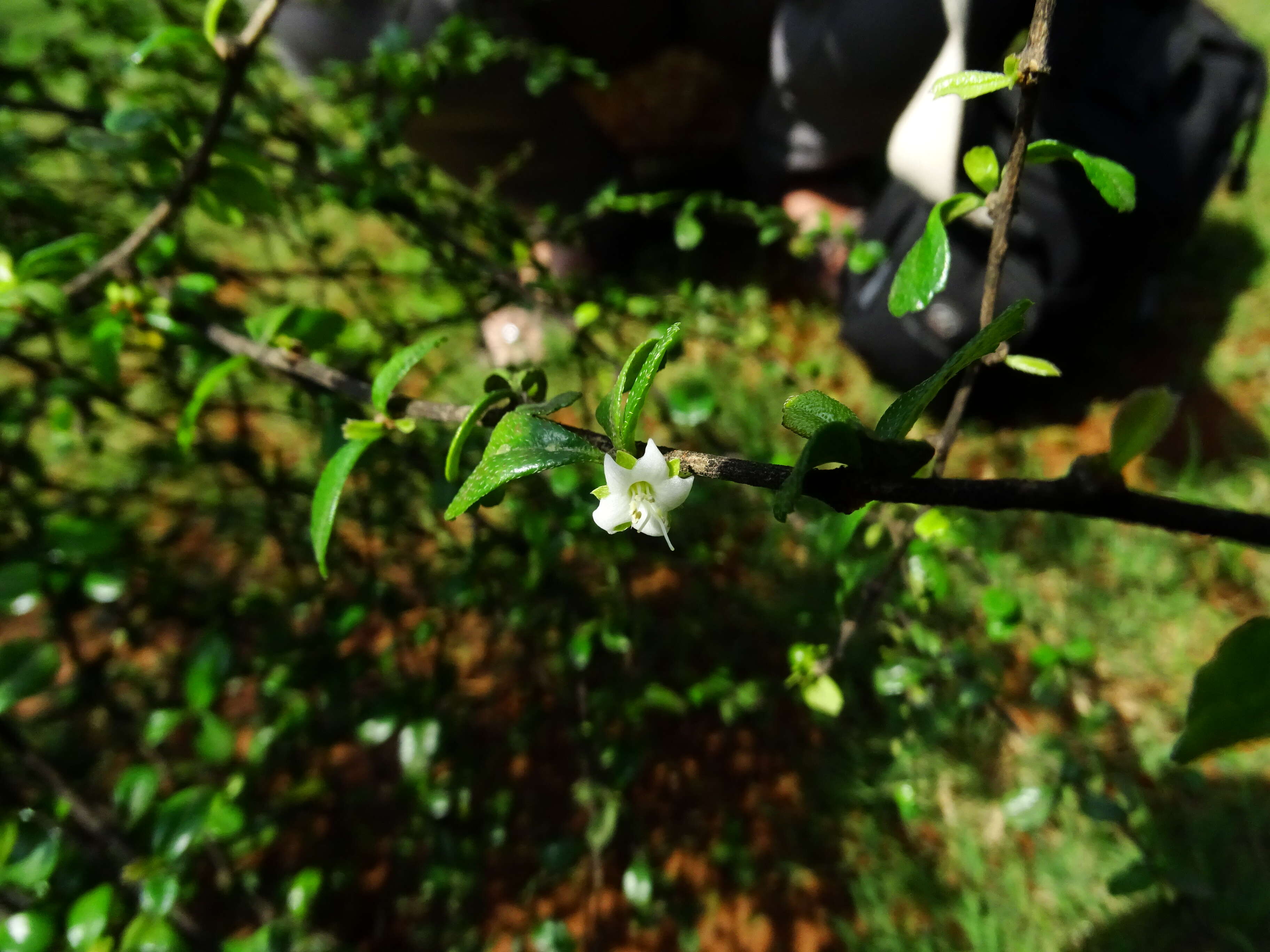 Image of Scorpion-Bush