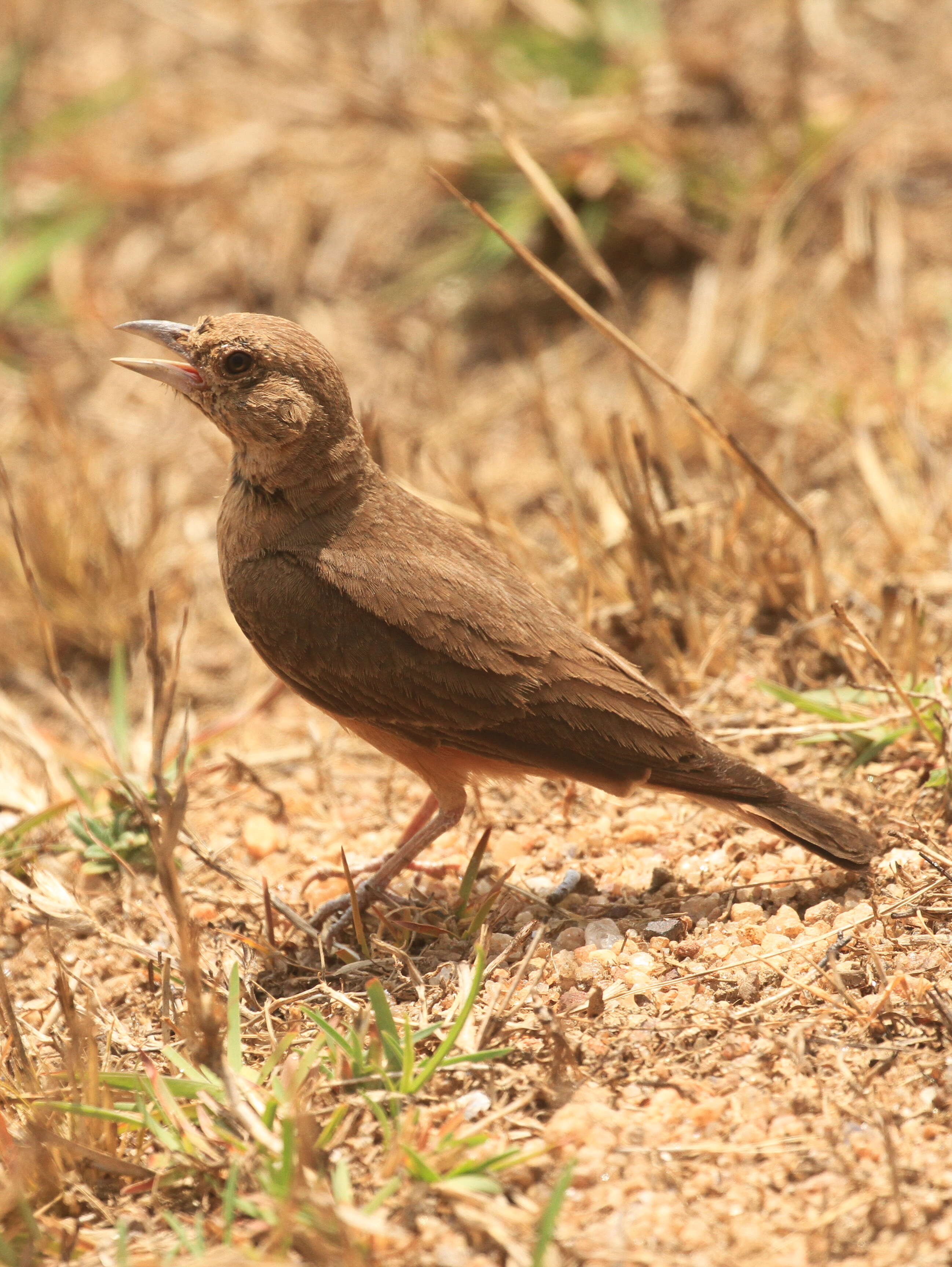 Image of Rufous-tailed Lark