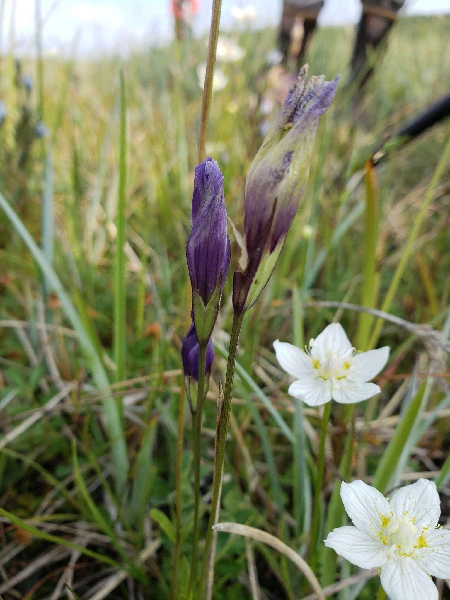 Gentianopsis barbata (Froel.) Ma的圖片