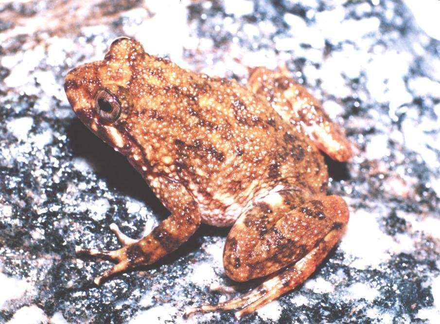 Image of Cycloramphus boraceiensis Heyer 1983