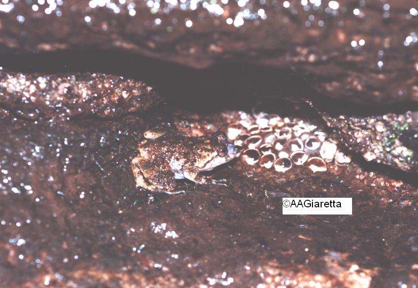 Image of Cycloramphus boraceiensis Heyer 1983