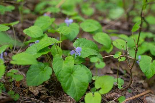 Image of Selkirk's violet