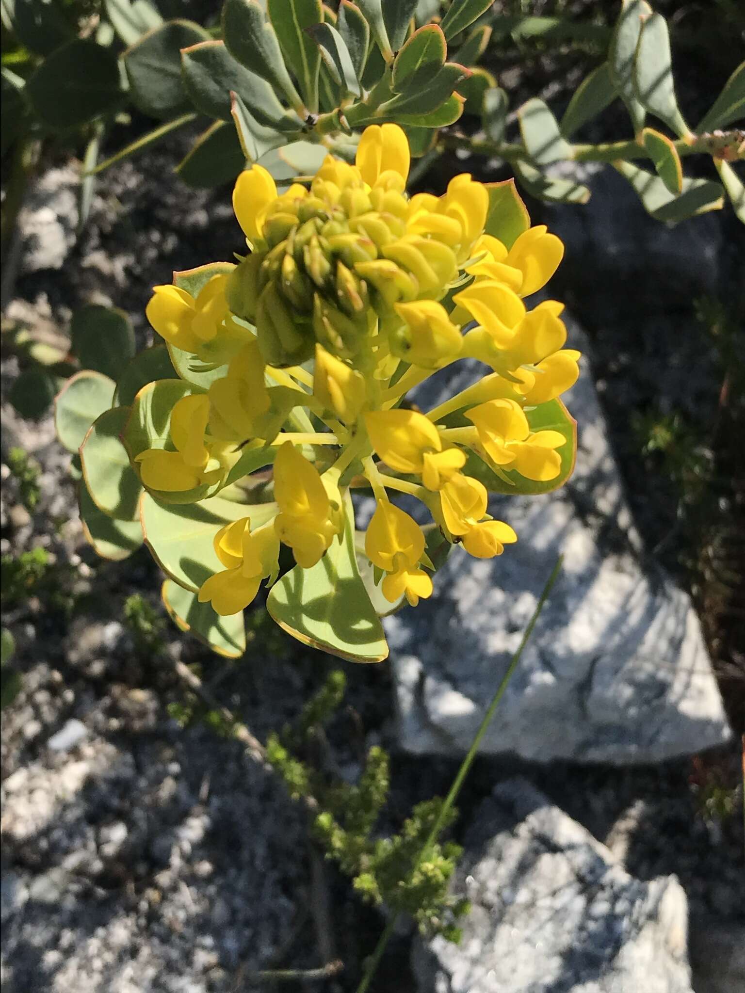 Image of <i>Rafnia capensis</i> subsp. <i>pedicellata</i>