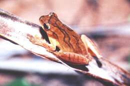 Image of Lesser Treefrog