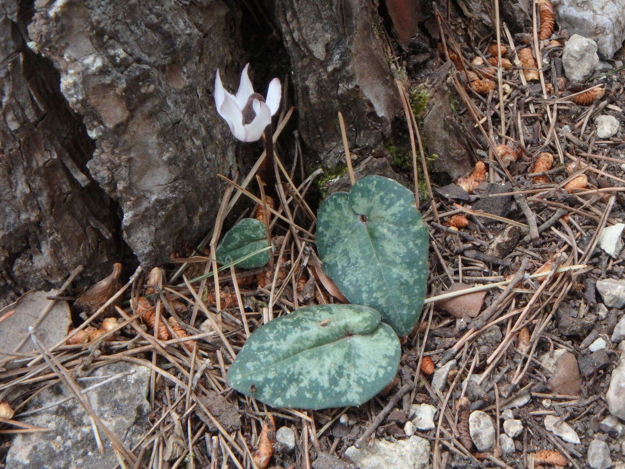 Image of Cyclamen balearicum Willk.