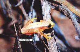 Image of Dendropsophus nanus (Boulenger 1889)