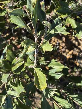 Image of Grevillea pectinata R. Br.