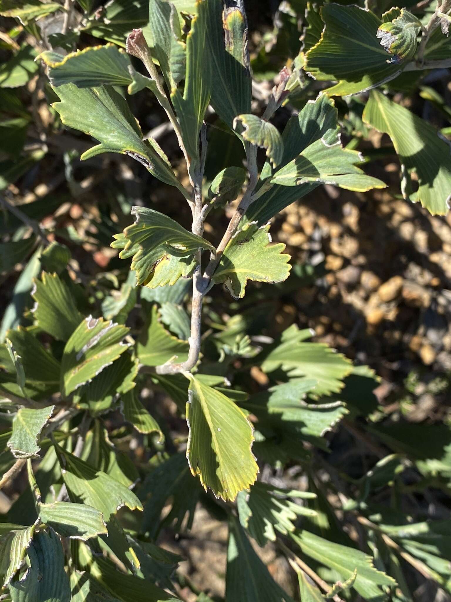 Image of Grevillea pectinata R. Br.