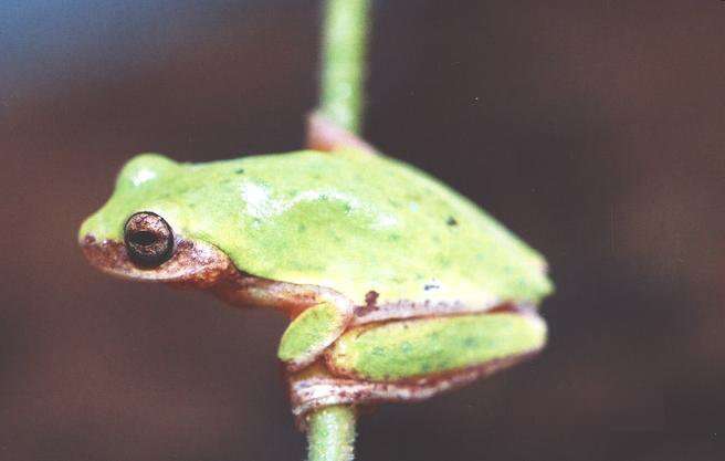 Image of Lagoa Santa's Tree Frog