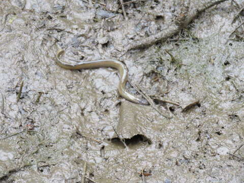 Image of European brook lamprey