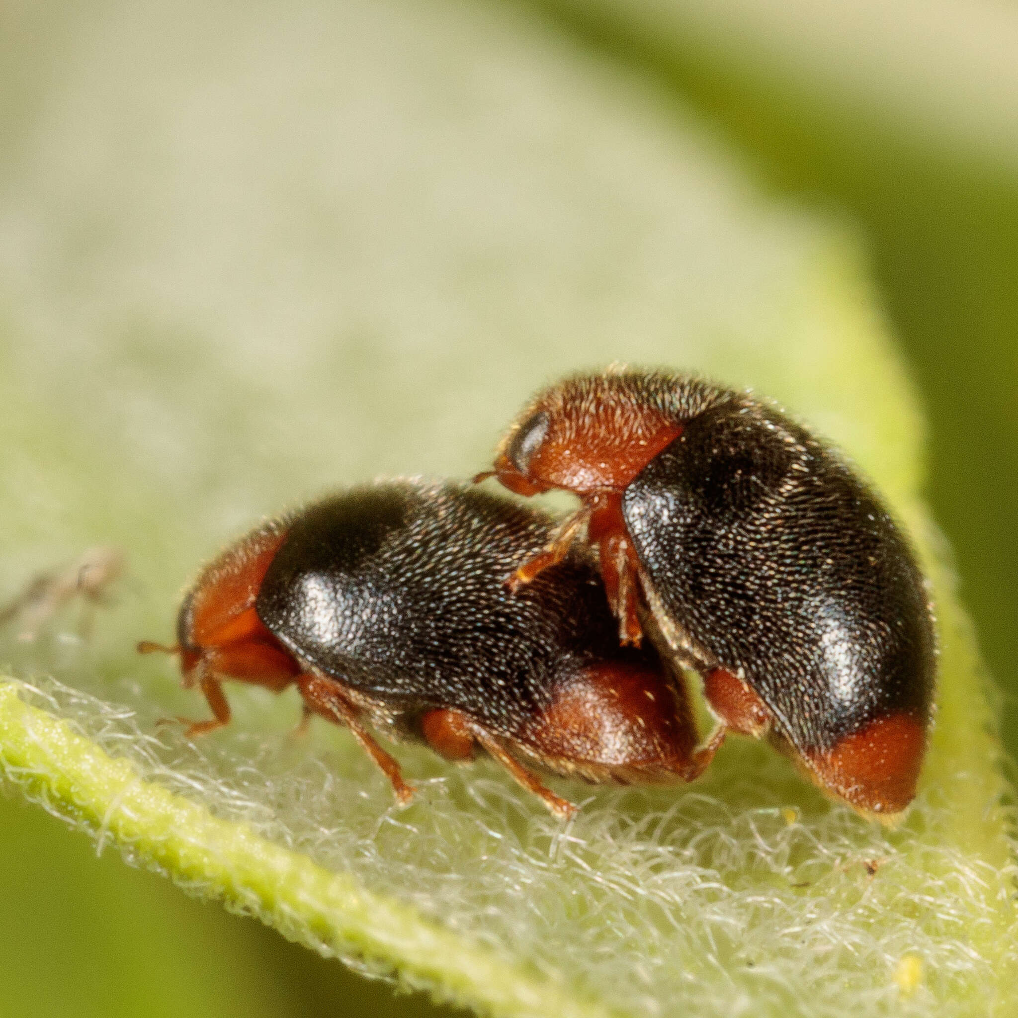 Image of Scymnus (Pullus) louisianae J. Chapin 1973